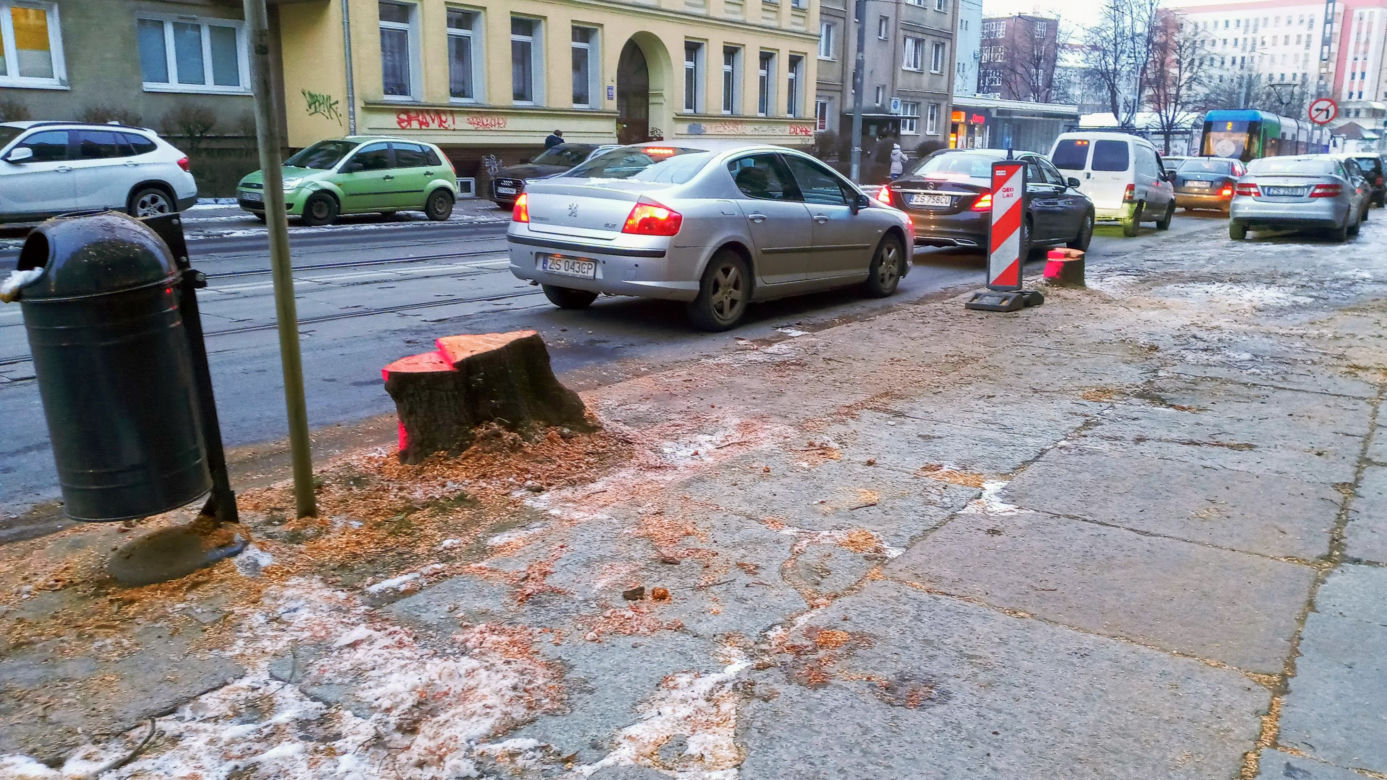 Masowa wycinka drzew w alei Wyzwolenia 