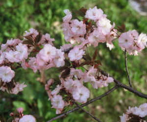 Wiśnia piłkowana 'Imose'