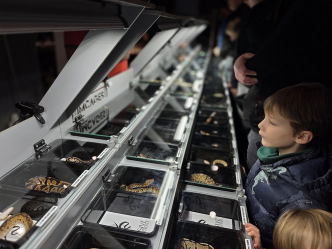 Egzotyczny świat zawitał do Bydgoszczy! Pająki i węże były na wyciągnięcie ręki