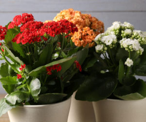 Kalanchoe Blossfelda