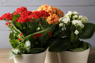Kalanchoe Blossfelda