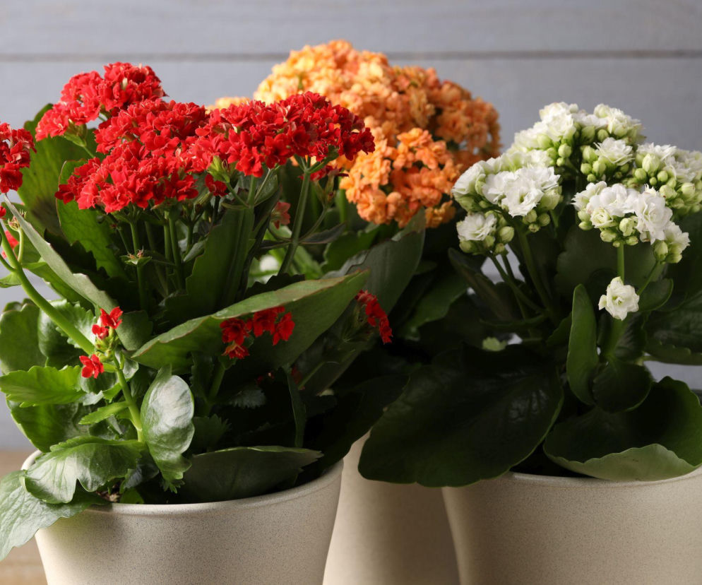 Kalanchoe Blossfelda