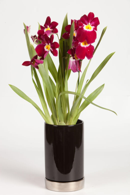 Miltonia