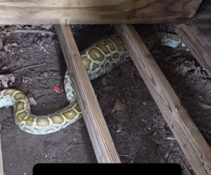 Gigantyczny pyton znaleziony pod szopą. Miał opuchnięty brzuch, zrobili mu rentgena