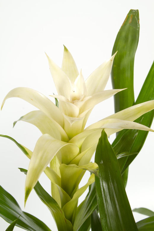 Guzmania