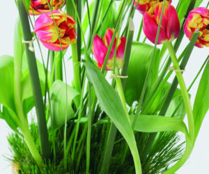 Tulipany