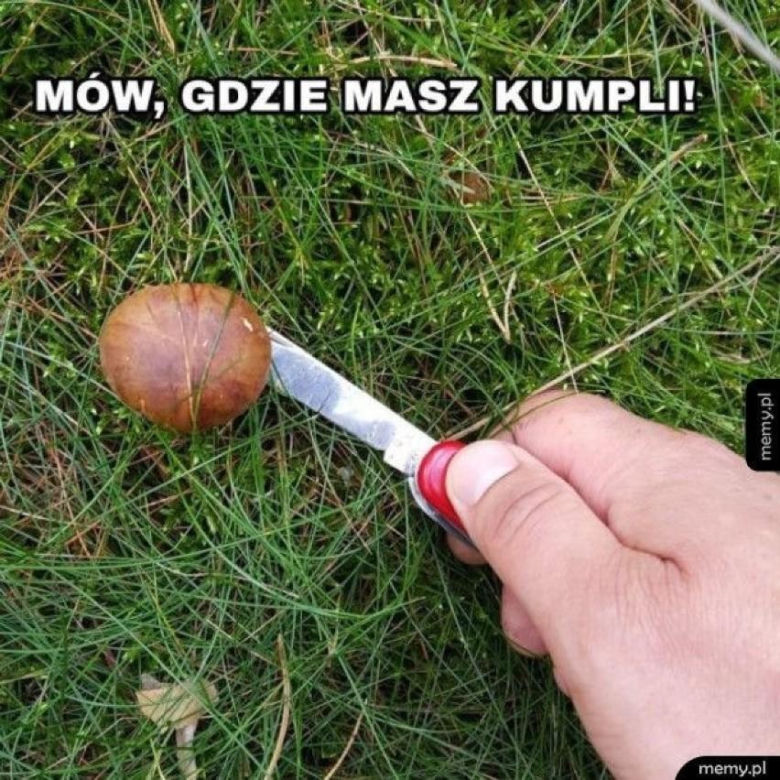 Grzybobranie 2023. Zobaczcie najlepsze memy o grzybiarzach! 