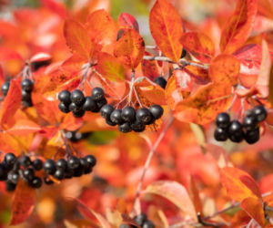 Aronia czarnoowocowa