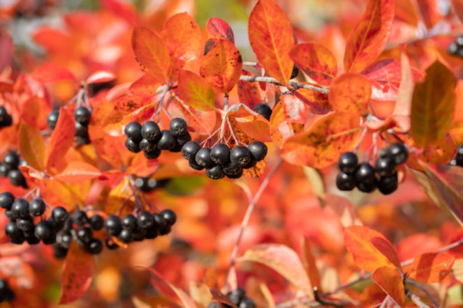 Aronia czarnoowocowa
