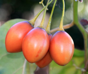 Tamarillo