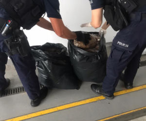 Toruń: Akcja policjantów z Bydgoszczy w naszym mieście. Zatrzymali dwóch mieszkańców Malborka