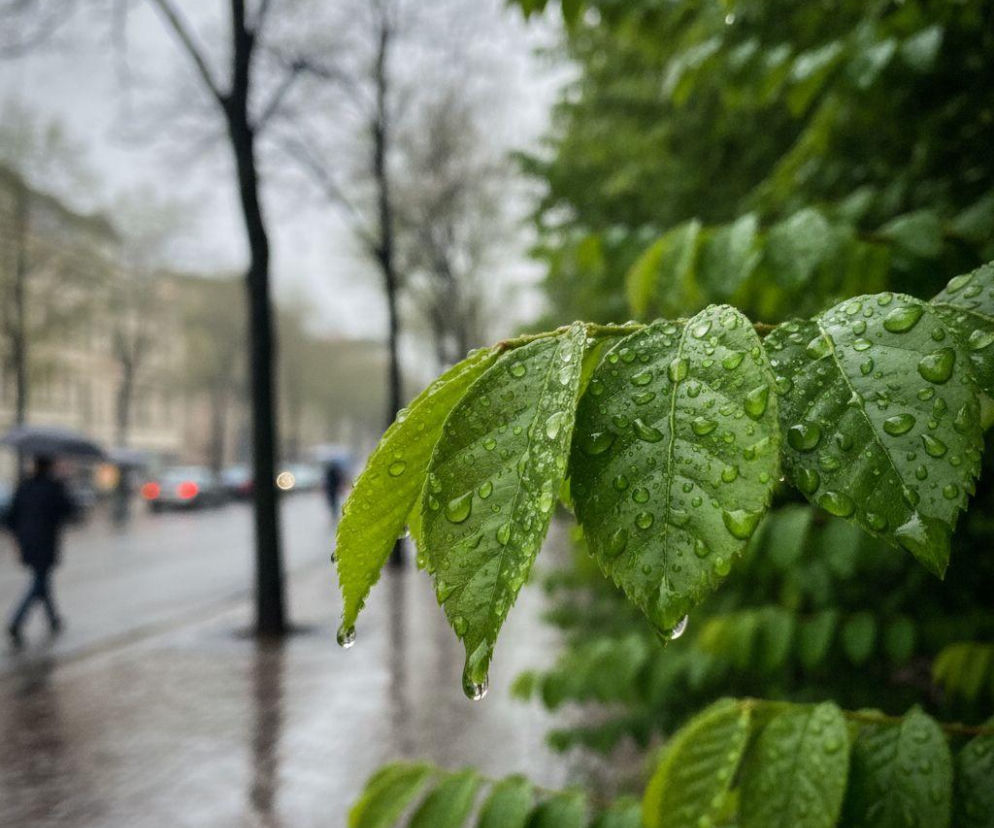 Krople deszczu na zielonych liściach. W tle zamglona ulica i przechodnie. O pogodzie w Szczecinie przeczytasz na SE Szczecin.
