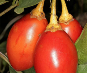 Ten egzotyczny owoc przywędrował z Ameryki Południowej. Wspiera odporność, a do tego ma niski indeks glikemiczny