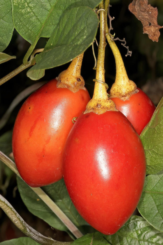 Ten egzotyczny owoc przywędrował z Ameryki Południowej. Wspiera odporność, a do tego ma niski indeks glikemiczny