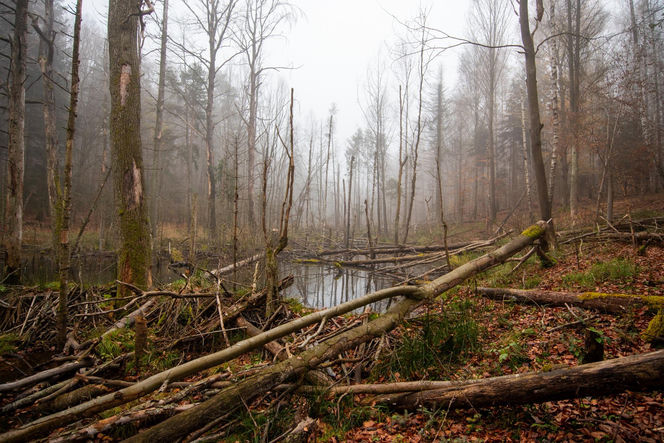 Utworzono Rezerwaty „Góra Skarbowa” i „Uroczysko Tumlińskie”