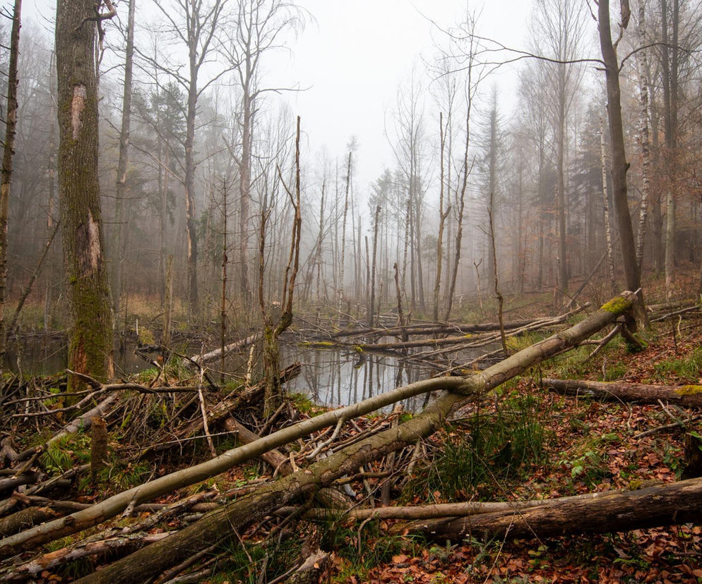 Utworzono Rezerwaty „Góra Skarbowa” i „Uroczysko Tumlińskie”