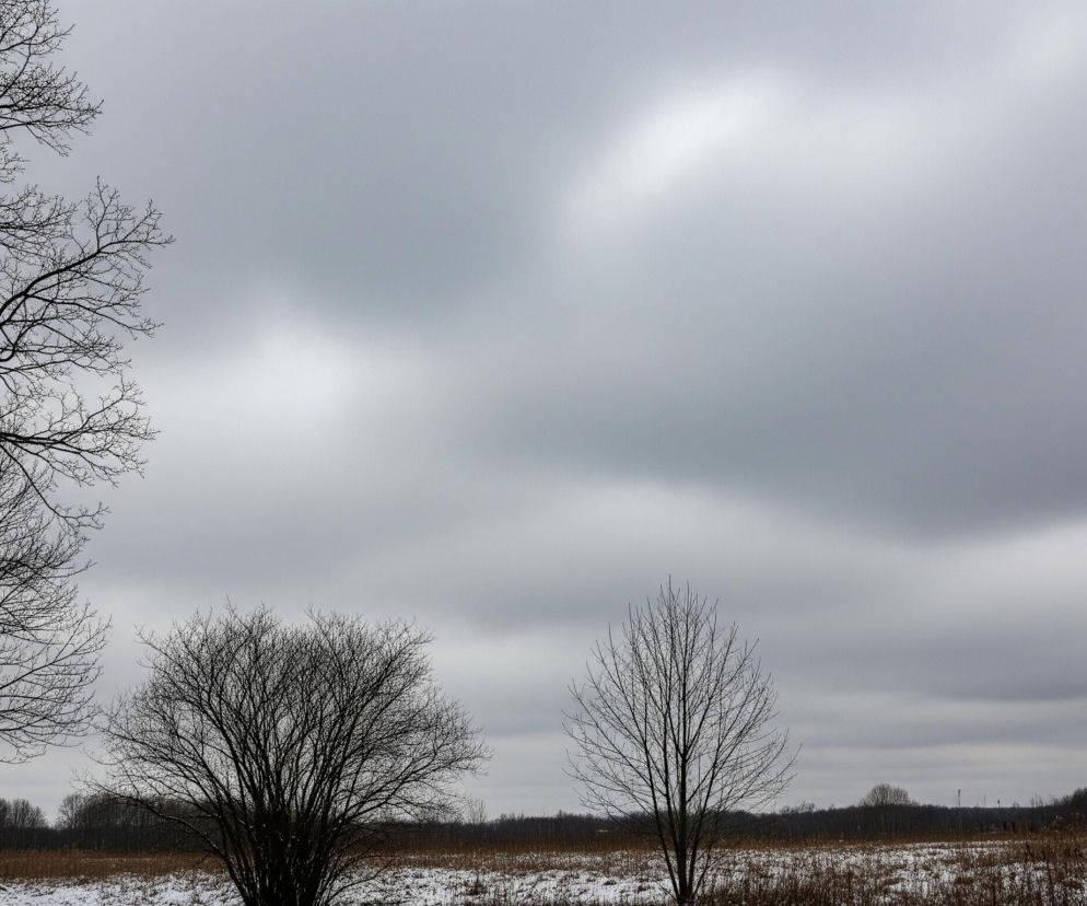 Ponury, zimowy krajobraz rozciąga się pod zachmurzonym, szarym niebem, które zajmuje większą część kadru. Na pierwszym planie, u dołu, leży rzadka warstwa śniegu pokrywająca trawiaste pole z suchymi, brązowymi źdźbłami wystającymi spod białego puchu. Po lewej stronie kompozycji dominuje ciemne, rozłożyste drzewo bez liści, którego gałęzie rozciągają się w górę i w prawo. Po prawej stronie, nieco wyżej, widoczna jest część kolejnego drzewa o cienkich, opadających gałęziach. W centralnej części obrazu, na tle śnieżnego pola, rosną dwa mniejsze, bezlistne drzewa: jedno o bardziej krzaczastej formie po lewej i drugie, smuklejsze, z rzadziej rozłożonymi gałęziami, po prawej. Horyzont wyznacza ciemny pas zalesionego terenu, a nad nim rozpościera się jednolita warstwa szarych chmur z jaśniejszym, rozproszonym światłem w górnej części kadru.