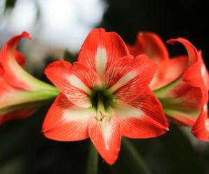 Hippeastrum