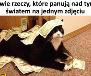 Dzień Kota 2021. Rasowe, dachowce, małe i duże. Dziś KOTY mają swoje święto [MEMY]