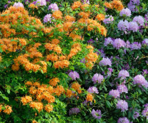 Różaneczniki i azalie - wiosenne kwitnące krzewy 