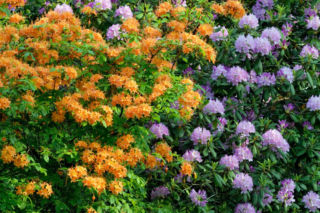 Różaneczniki i azalie - wiosenne kwitnące krzewy 