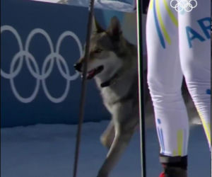 IO 2026: Pies na trasie biegu