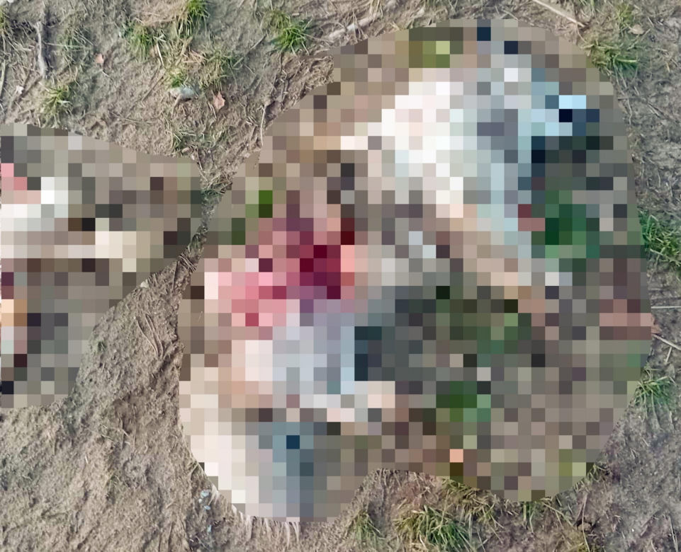  Wilki rozszarpały dwa psy na oczach malutkiego Stasia! Mieszkańcy przerażeni