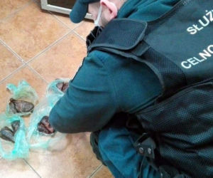 Kuźnica. Nielegalny przemyt skór bobra na granicy