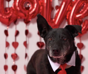 Ostrów. Zakochaj się na WALENTYNKI! Akcja schroniska w Wysocku Wielkim
