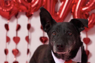 Ostrów. Zakochaj się na WALENTYNKI! Akcja schroniska w Wysocku Wielkim