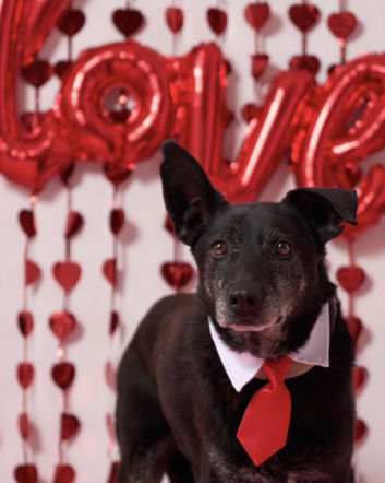 Ostrów. Zakochaj się na WALENTYNKI! Akcja schroniska w Wysocku Wielkim