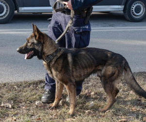 Myśleli, że jest zaniedbany. Prawda o policyjnym psie zaskoczyła wszystkich
