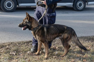 Myśleli, że jest zaniedbany. Prawda o policyjnym psie zaskoczyła wszystkich