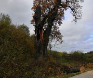 Przemyśl: Konar zabytkowego 500-letniego dębu spadł na busa! 