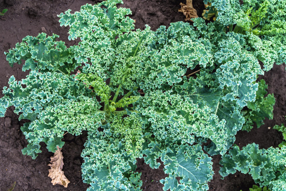 Warzywa i zioła do cienia
