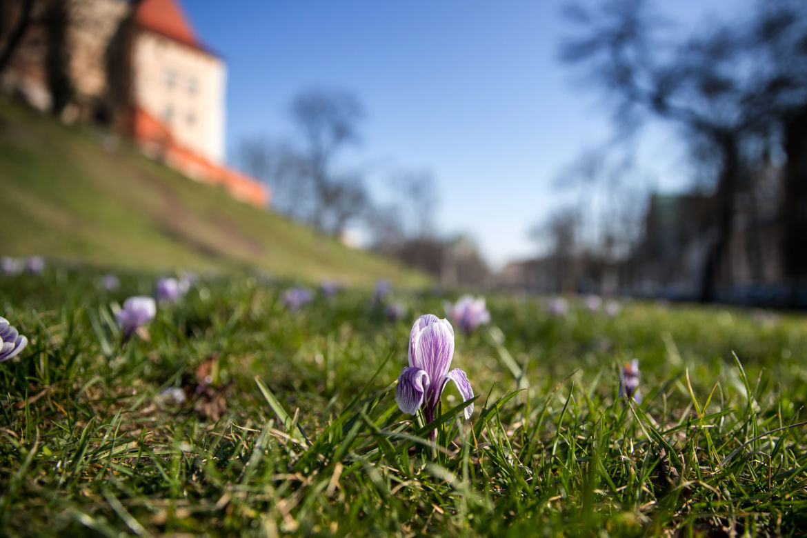 Eksplozja wiosny w Krakowie. Pod Wawelem zakwitły krokusy!