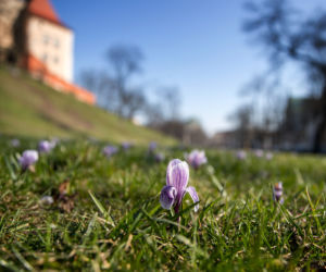 Eksplozja wiosny w Krakowie. Pod Wawelem zakwitły krokusy!
