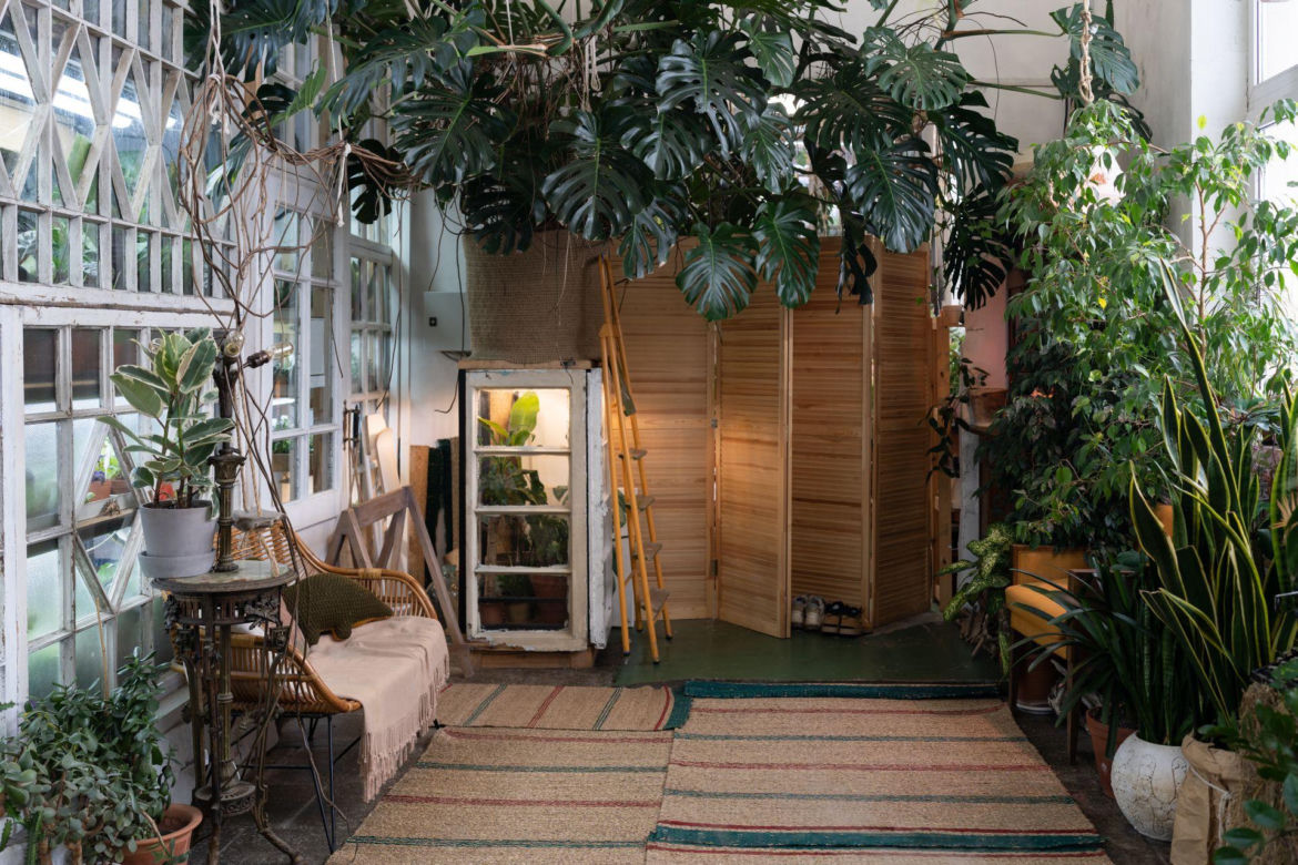 Monstera dziurawa
