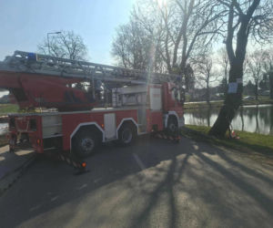 Nietypowa akcja ratunkowa. Sowa uwolniona z sieci