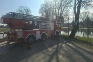 Nietypowa akcja ratunkowa. Sowa uwolniona z sieci