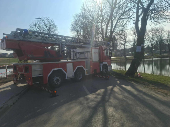 Nietypowa akcja ratunkowa. Sowa uwolniona z sieci