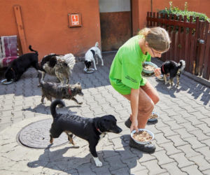 Akcja Rossmann - Pomagamy Jak Umiemy 2020