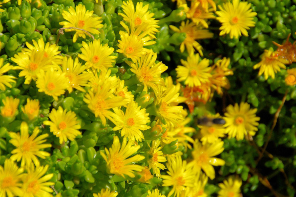 Delosperma