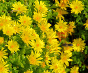 Delosperma
