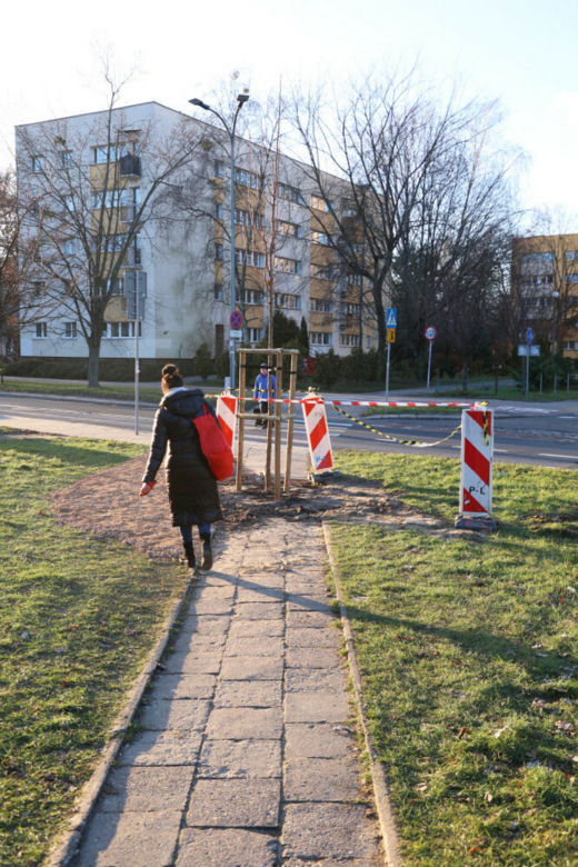 Posadzili drzewo na środku chodnika