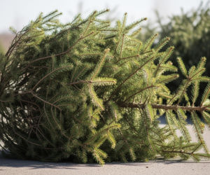 Utylizacja choinki po świętach. Do kiedy trzymać ją w domu?