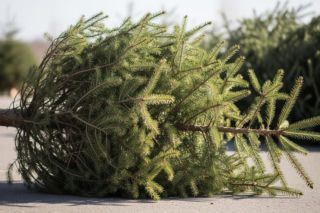 Utylizacja choinki po świętach. Do kiedy trzymać ją w domu?