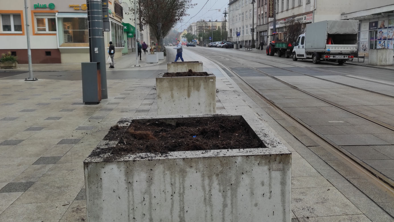 Przesadzanie drzew z betonowych donic