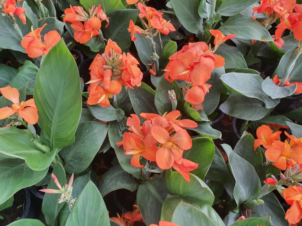 Paciorecznik indyjski (Canna indica)