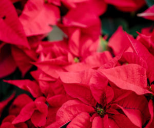 To nieodłączny symbol Bożego Narodzenia. Niewielu wie, że jest toksyczna